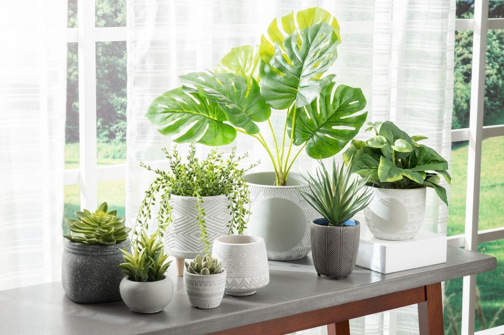 plants pots